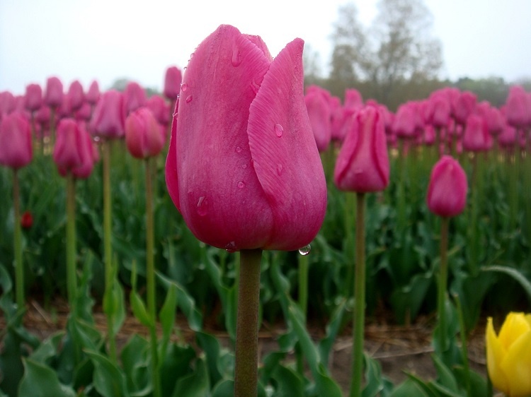 tulips-724213_1280